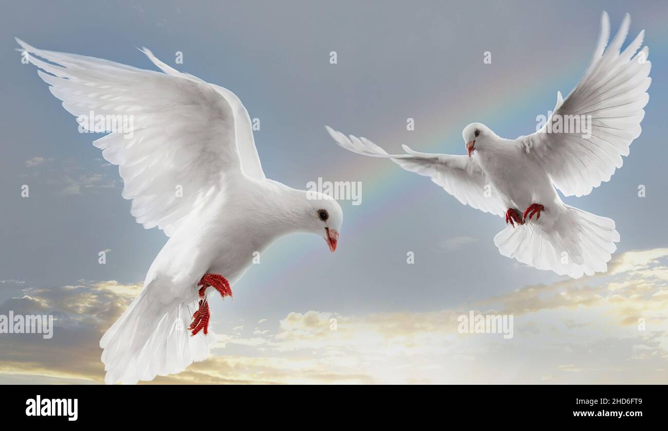 pigeons are flying Stock Photo Alamy