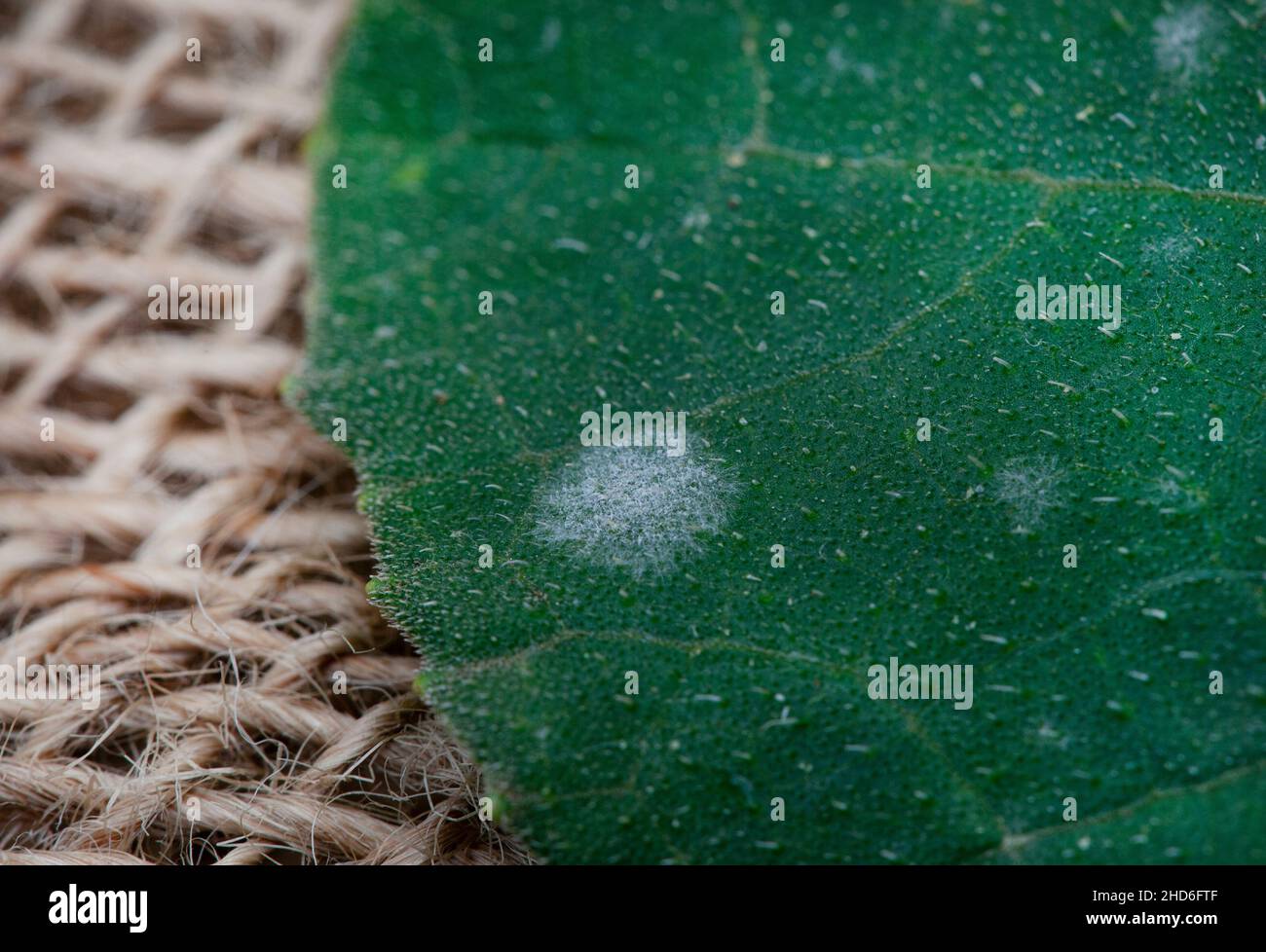 Powdery mildew, fungal disease close- up on infected leaves Stock Photo
