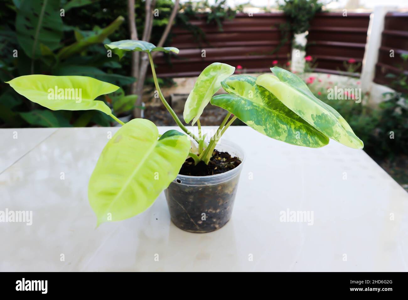 Philodendron Burle Marx Variegated, Philodendron or ARACEAE plant Stock Photo Alamy
