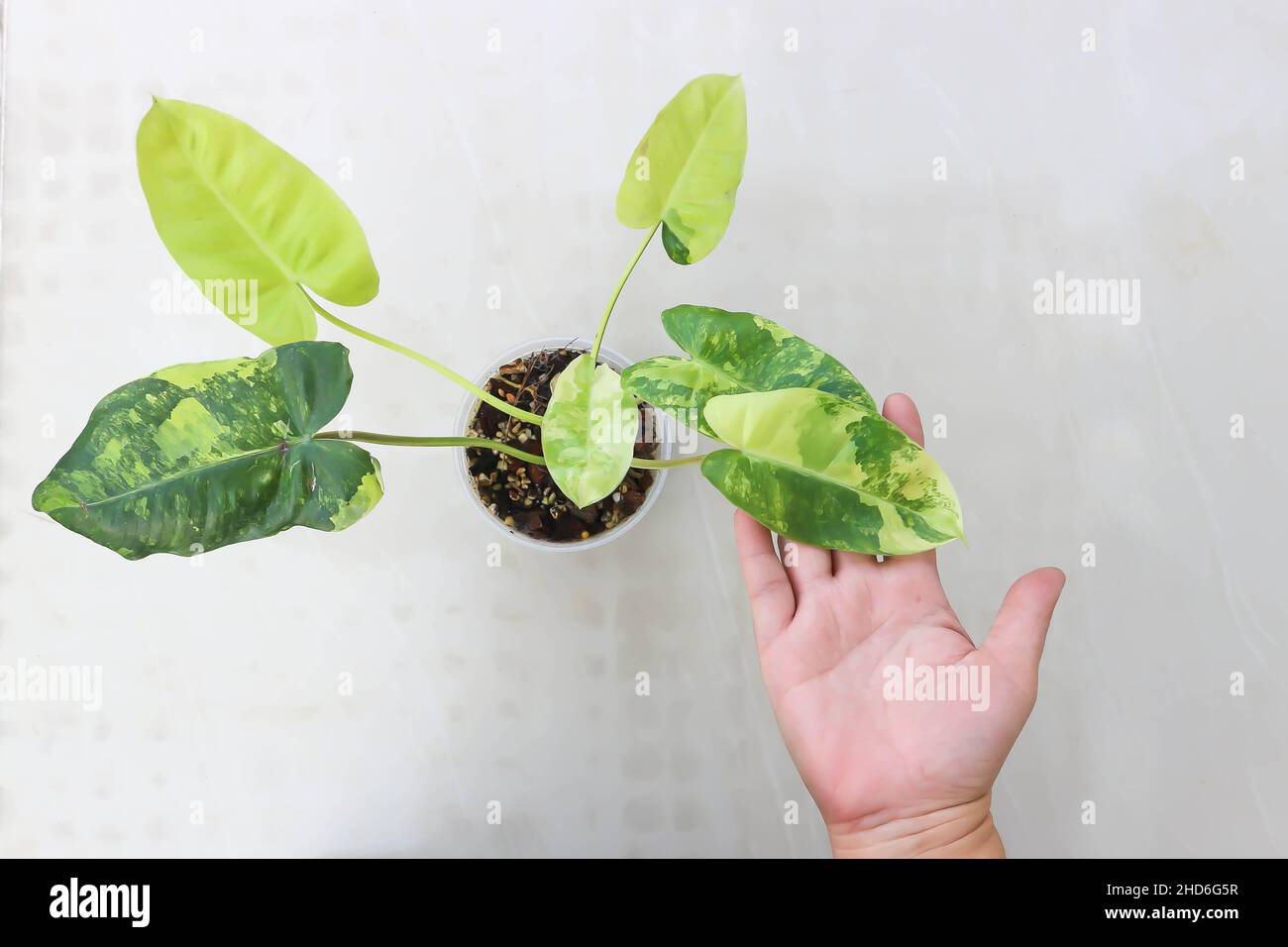 Philodendron Burle Marx Variegated, Philodendron or ARACEAE plant Stock Photo Alamy