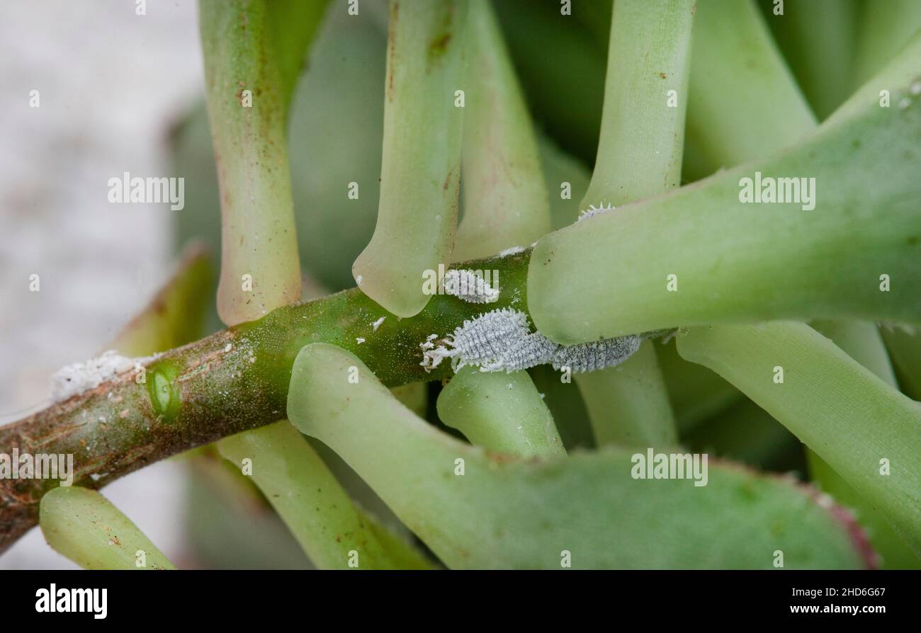 Succulent with mealy bug infestation close-up Stock Photo - Alamy