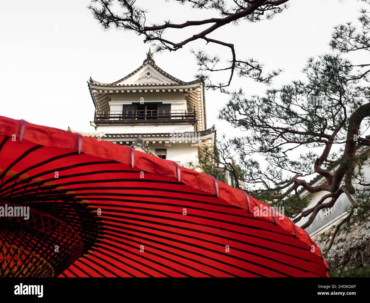 Japanese umbrella pine tree hi-res stock photography and images - Alamy