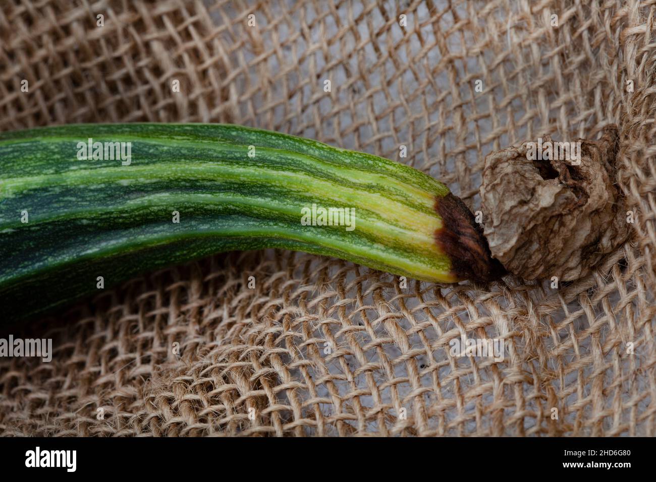 zucchini squash with blossom end rot Stock Photo