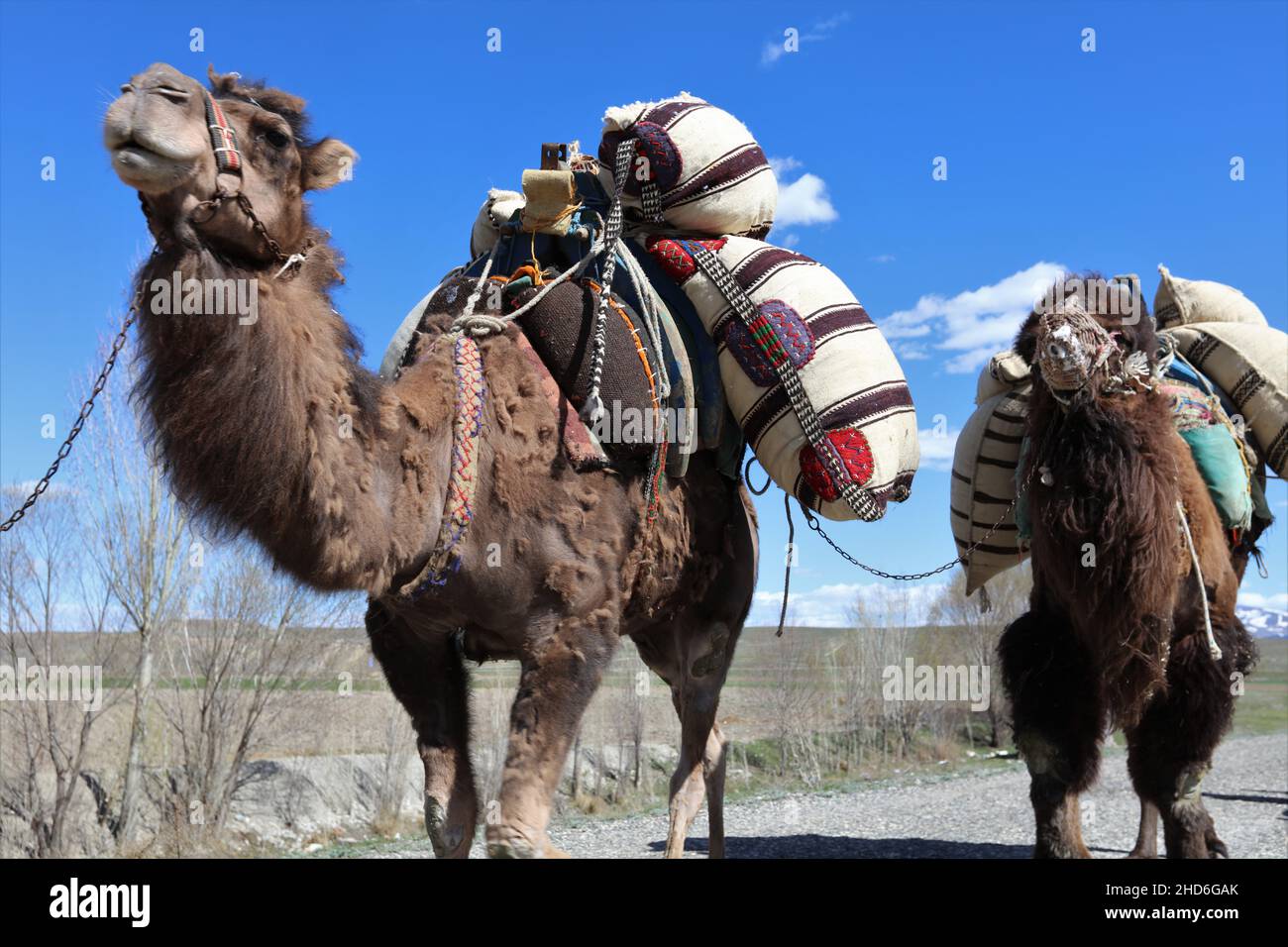 Camels carrying loads in Anatolia. Konya, Turkey Stock Photo - Alamy