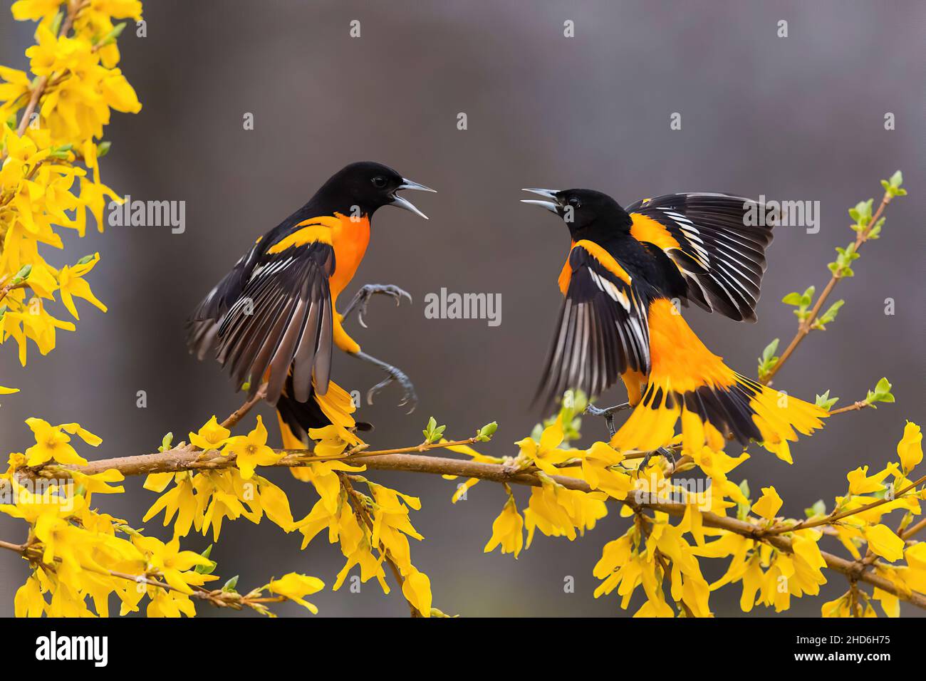 Tf w hi-res stock photography and images - Alamy