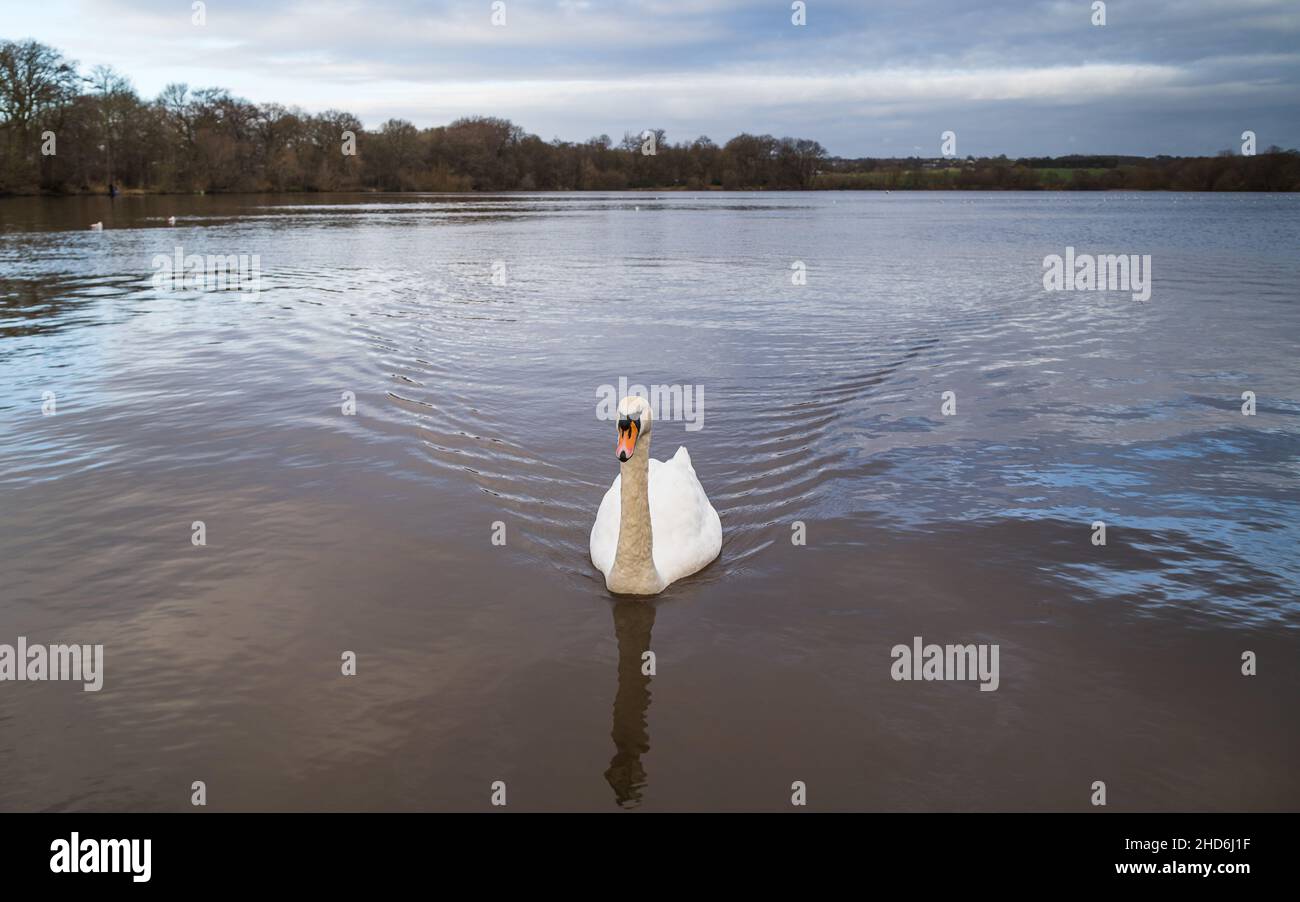 A mute swan approaches the camera on the edge of the Carr Mill Dam near St Helens in Merseyside. Stock Photo