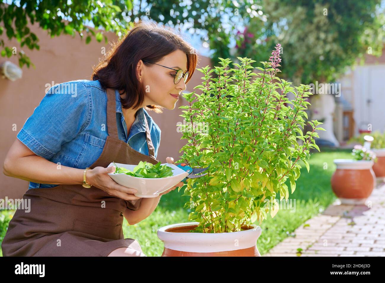 Woman picking leaves from potted basil bush, home spicy herbal garden Stock Photo