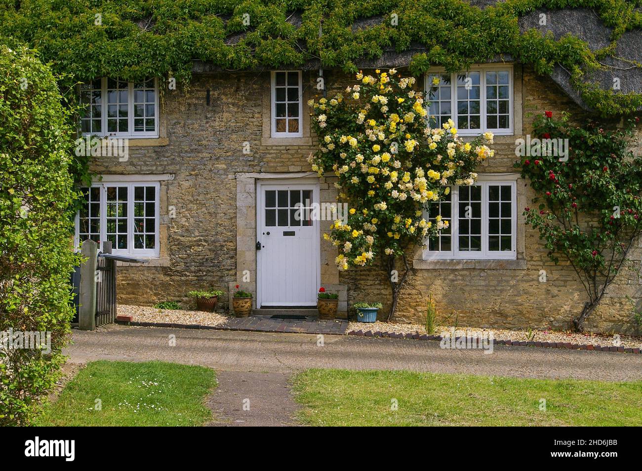 Frontage of an attractive thatched cottage with yellow roses growing around the door in the village of Grafton Underwood, Northamptonshire, UK Stock Photo