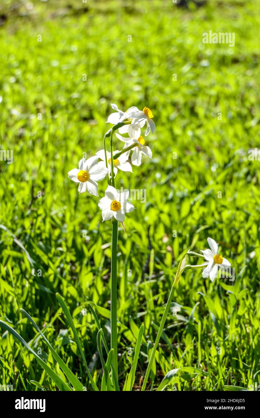 Blooming daffodil flower closeup on blurred background of green grass Stock Photo