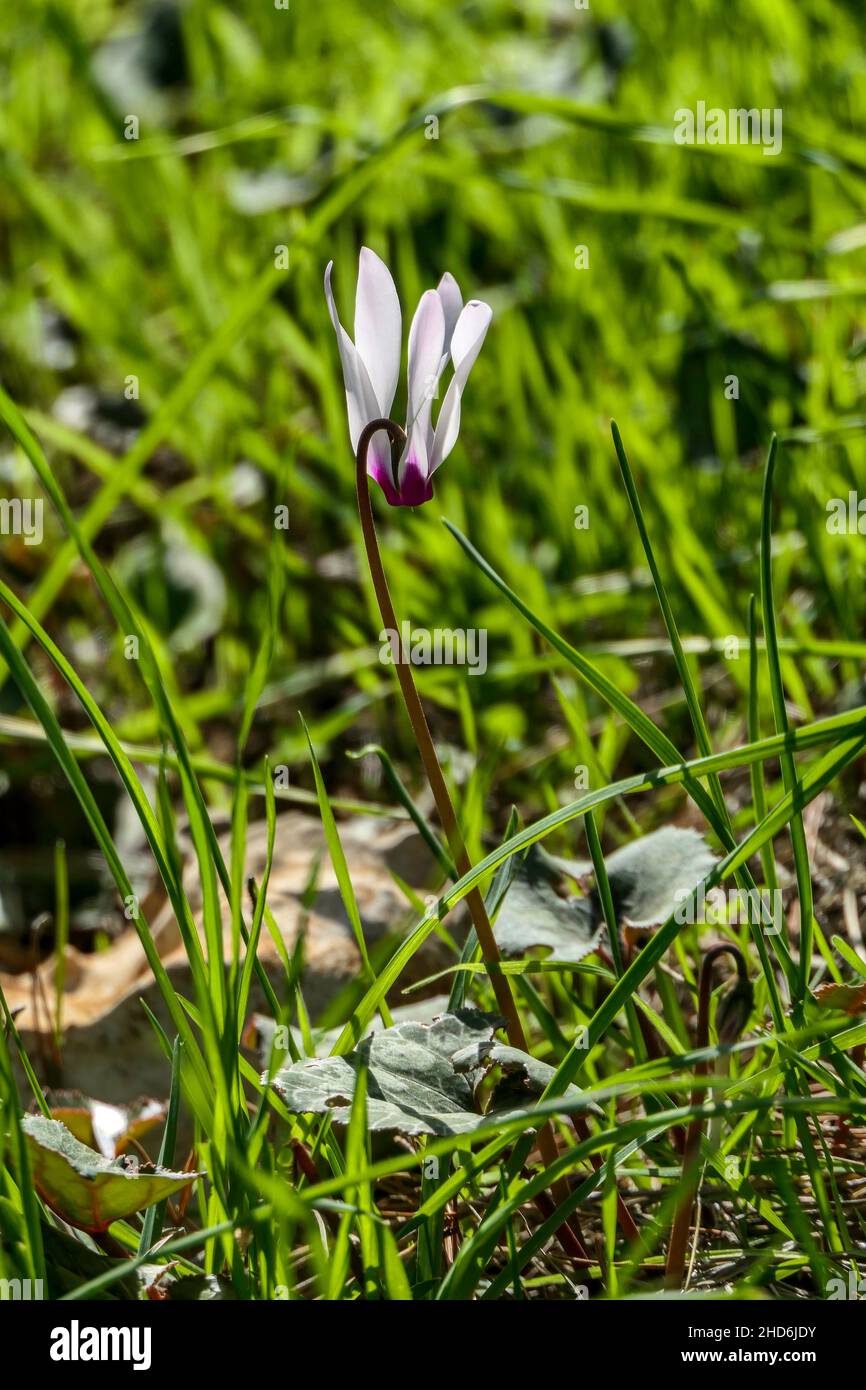 Blooming flower of pink wild growing cyclamen closeup on blurred background of green grass Stock Photo