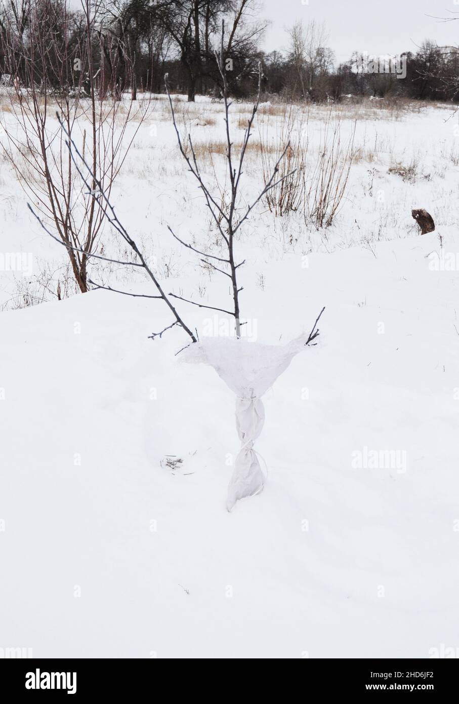 Protecting trunks of young fruit trees in winter from rabbits and hares