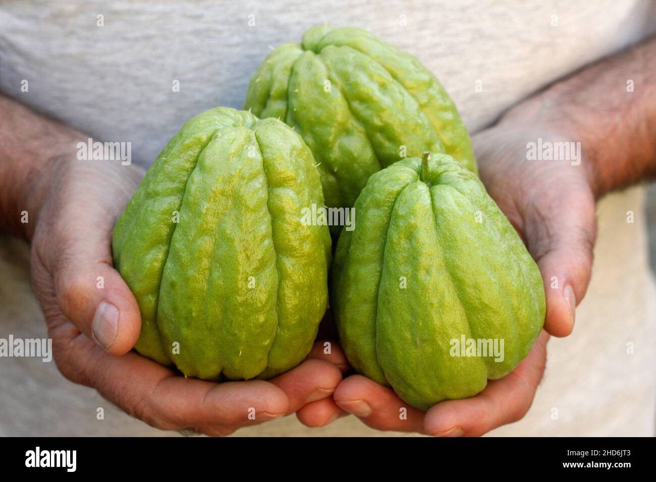 Chayote. Typical vegetable known all around the world. Sechium edule. Stock Photo