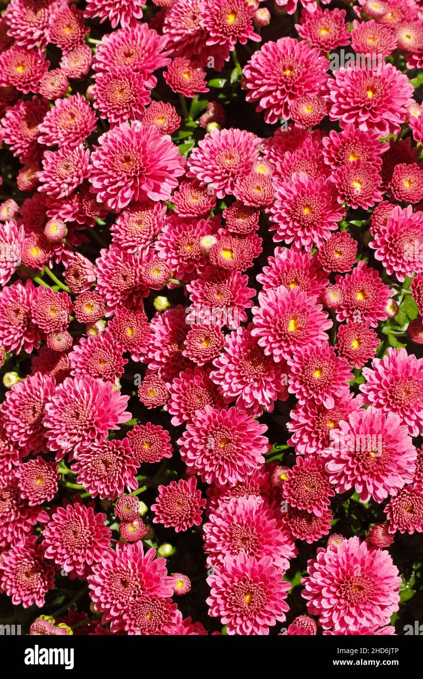 Pink chrysanthemum. Stock Photo
