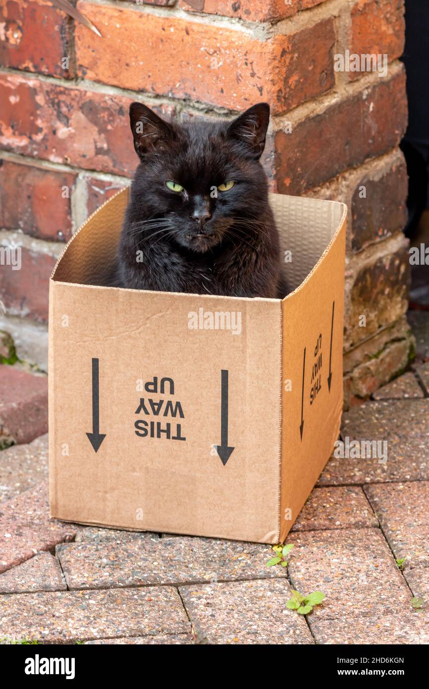 Black cat in cardboard box Stock Photo - Alamy
