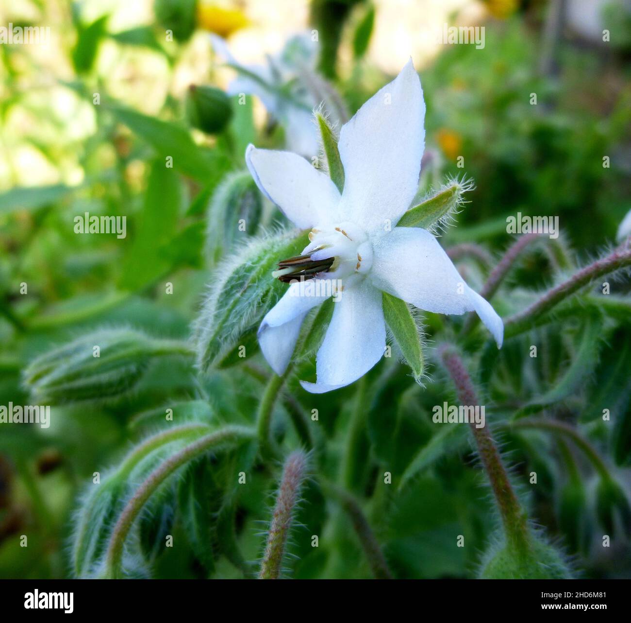 White flowers of Borage, Borago officinalis, Echium amoenum, starflower in the garden on a farm in Siberia Russia Stock Photo