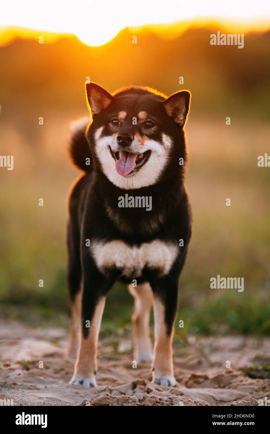 Black Shiba Inu Dog Smile Hi-Res Stock Photography And Images - Alamy