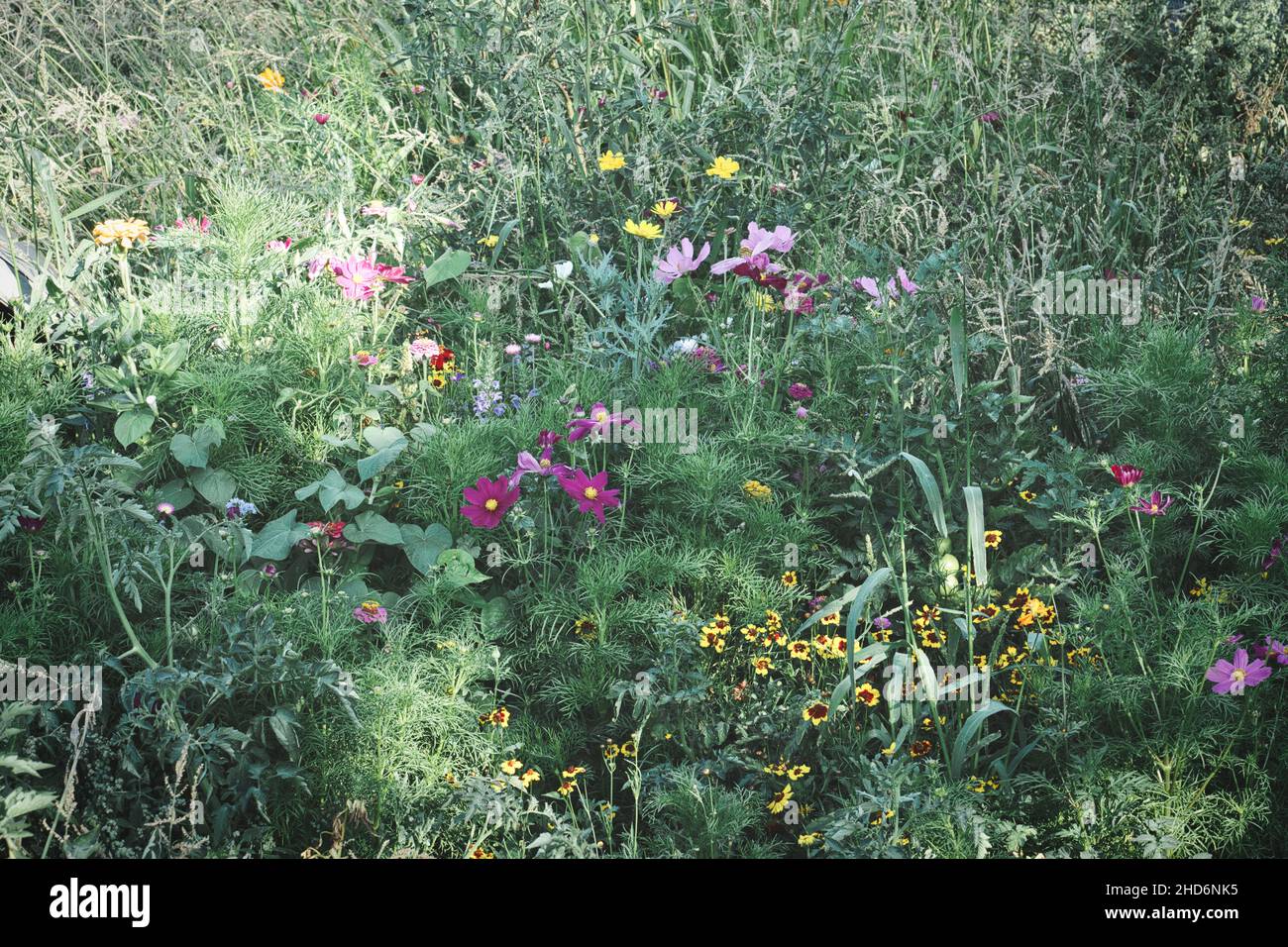 Flower meadow with different colored flowers. Spring and summer flower