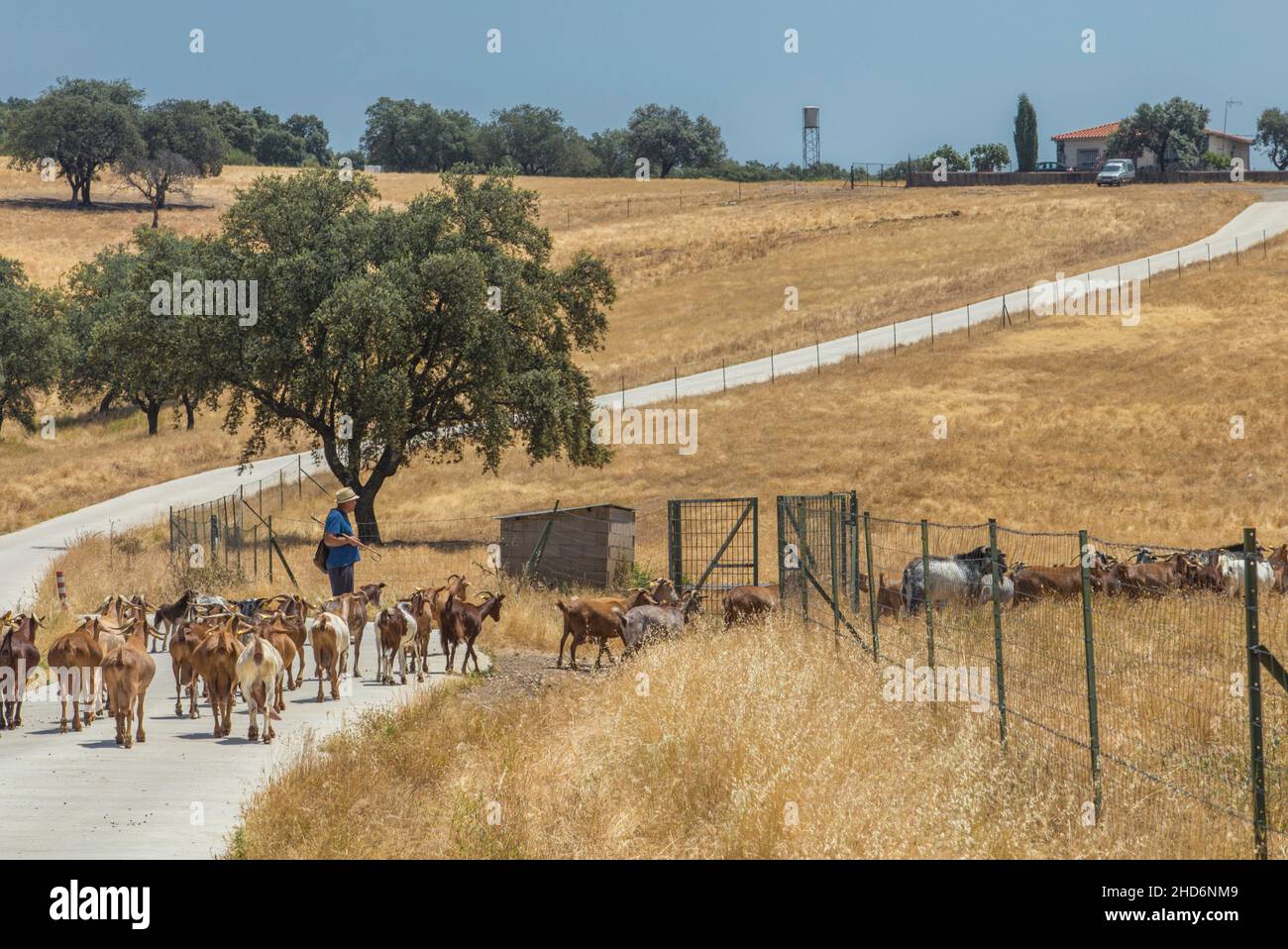 Goat shepherd gathering his flock home. Summer yellow pastures at bottom. Extremadura, Spain. Stock Photo