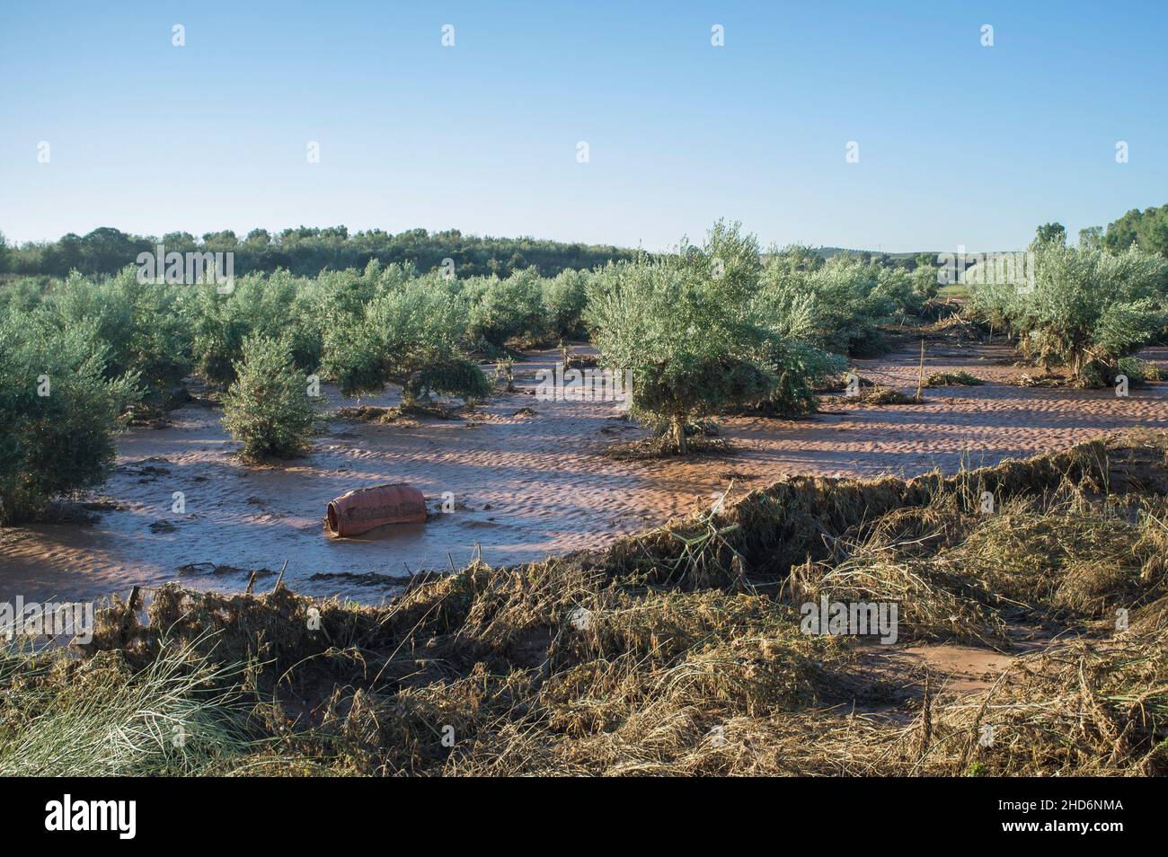 Tierra de Barros olive grove flooded by deluge. Extremadura, Spain. Stock Photo