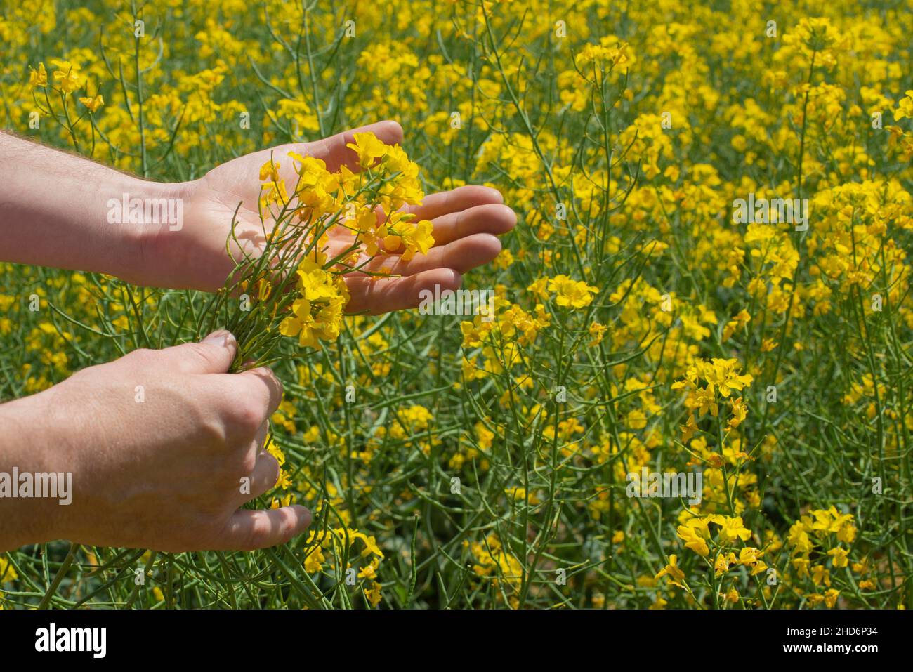 Canola flowers being held in human hand on oilseed feeld background. Stock Photo