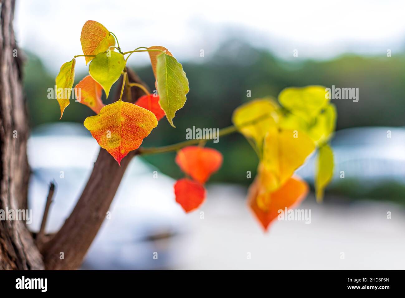 Branches with colorful autumn leaves of Sapium sebiferum Chinese Tallow Tree closeup. Selective focus Stock Photo
