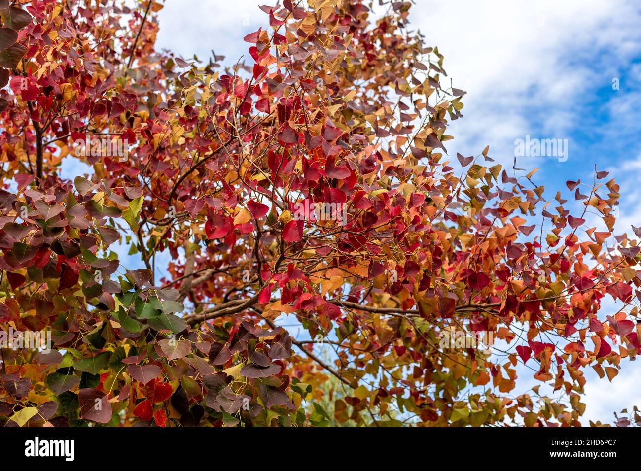 Branches with colorful autumn leaves of Sapium sebiferum Chinese Tallow Tree closeup. Selective focus Stock Photo