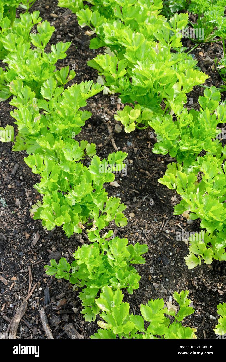 Apium graveolens 'Celebrity', Celery 'Celebrity', Self-blanching celery 'Celebrity'. Young plants growing in a bed Stock Photo