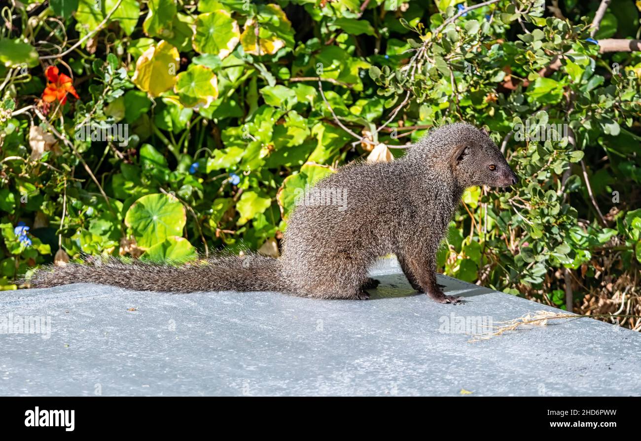 A Cape Grey Mongoose on a roof in a garden in the Southern Cape Stock Photo