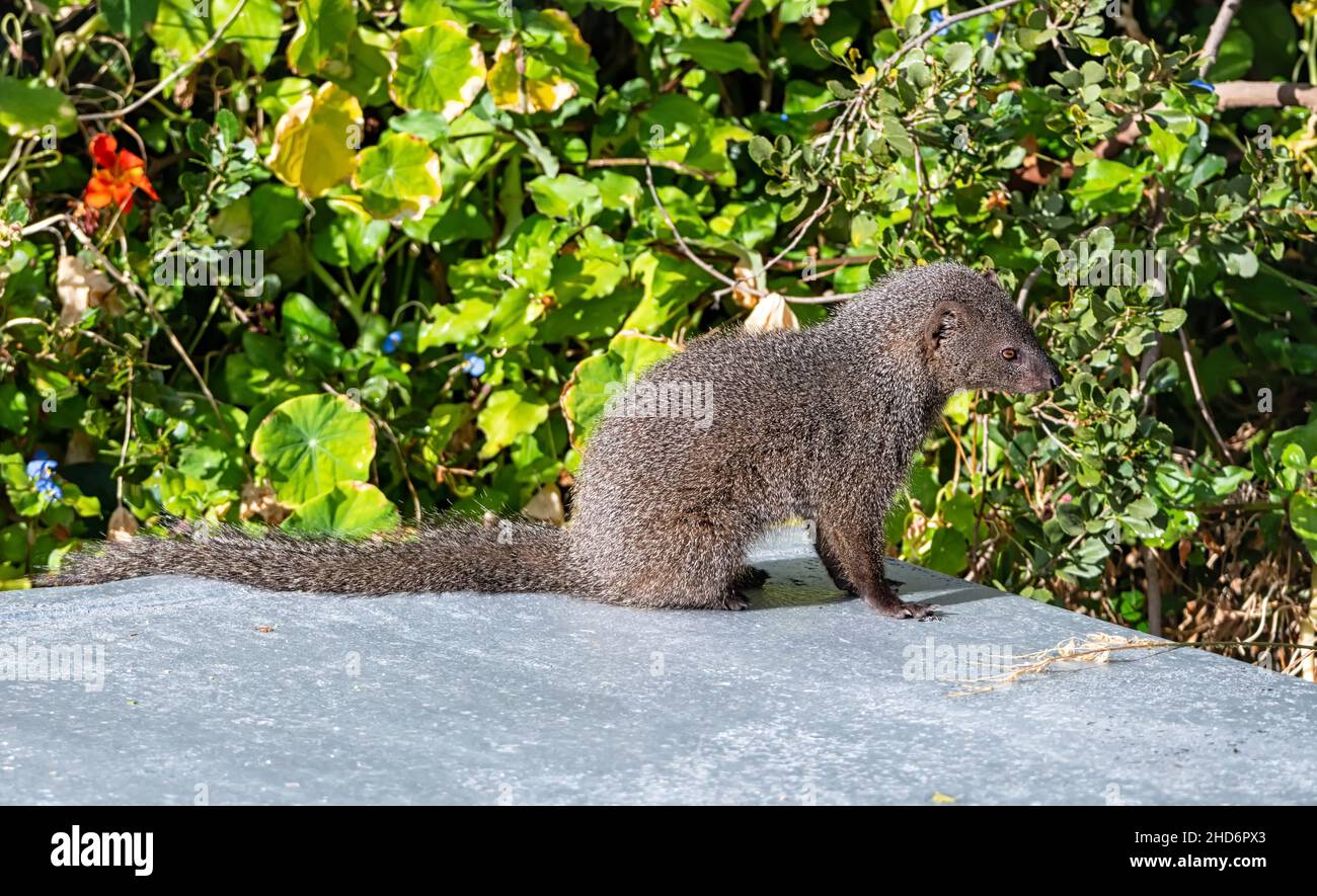 A Cape Grey Mongoose on a roof in a garden in the Southern Cape Stock Photo