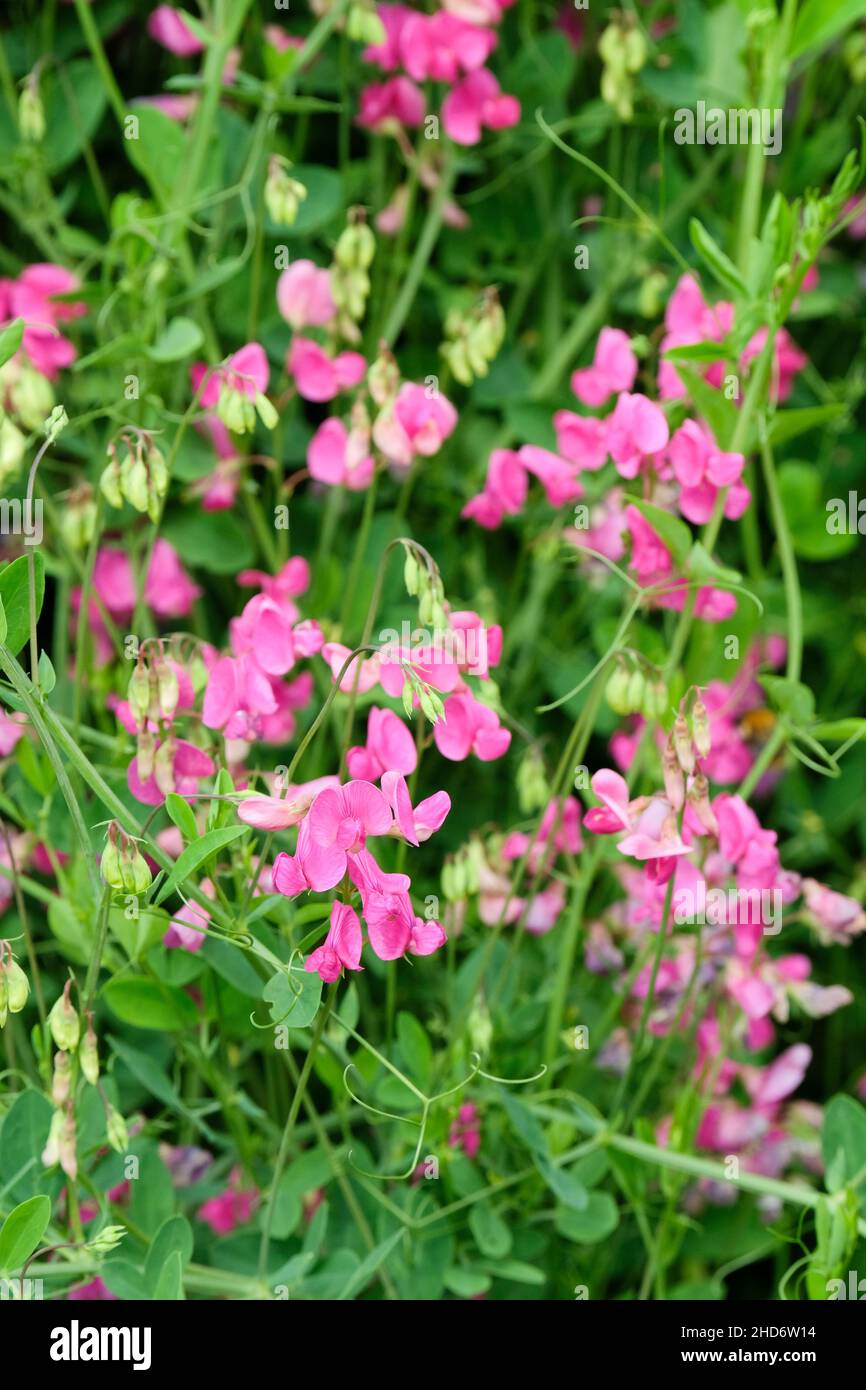 Lathyrus tuberosus, Earthnut Pea, Tuberous sweetpea, Aardaker, Tuberous vetchling, tuberous pea. Pink flowers Stock Photo