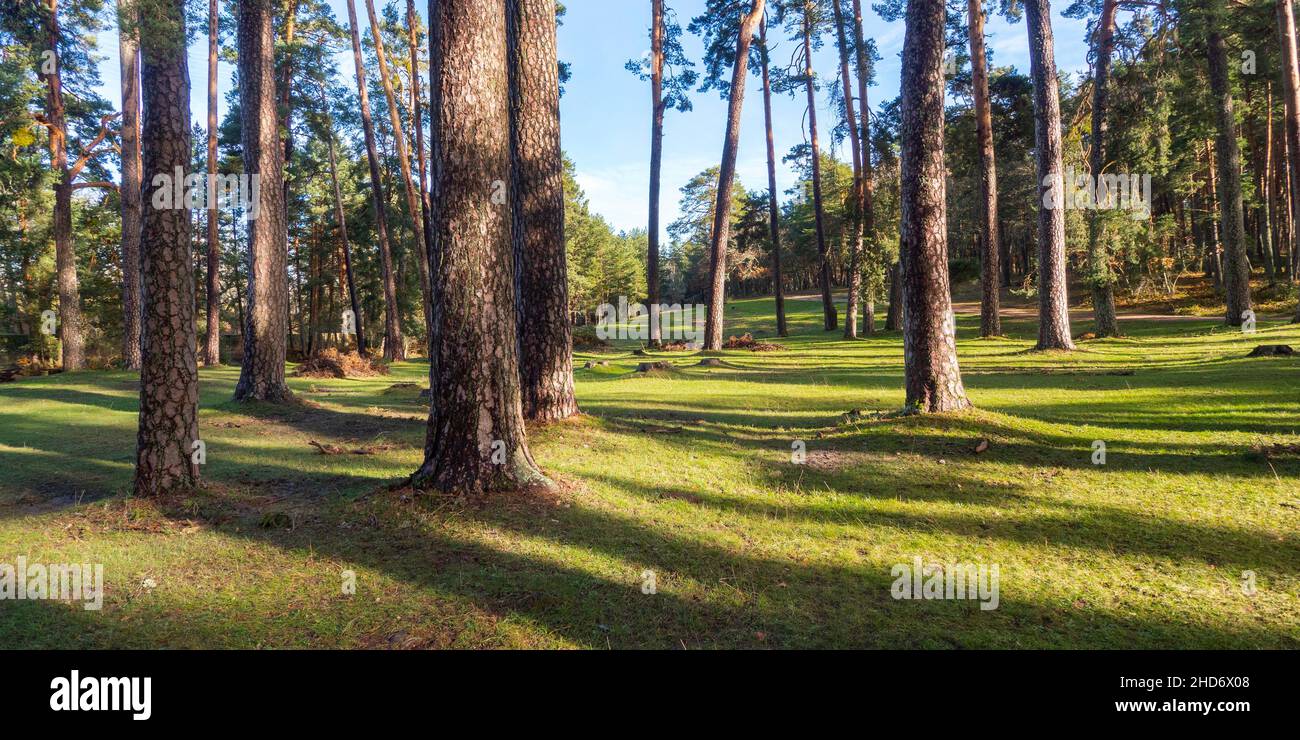 Scot Pine Forest, Guadarrama National Park, Segovia, Castile and Leon, Spain, Europe. Stock Photo