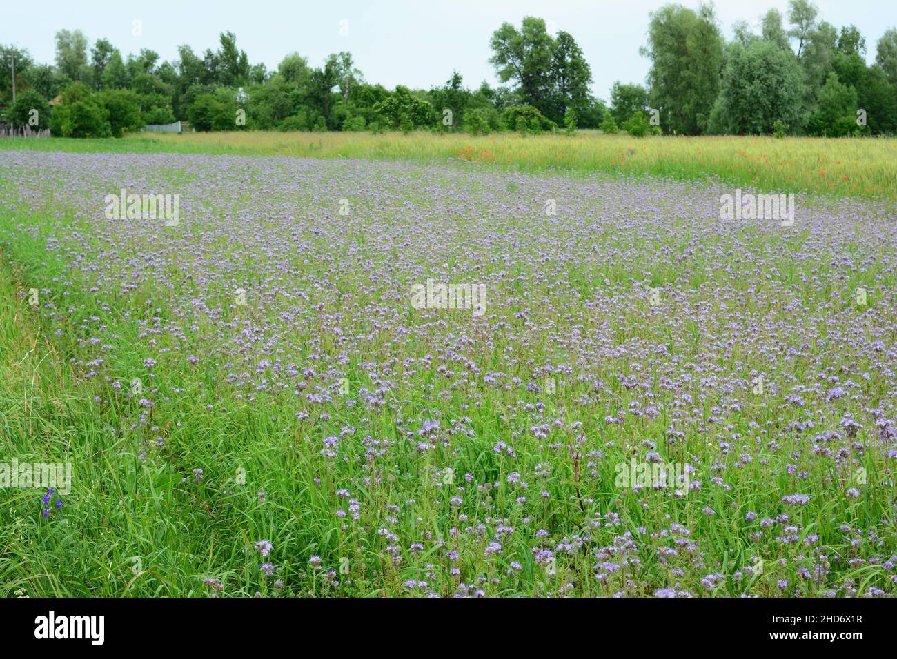 Blooming Phacelia tanacetifolia field. Growing a flowering bee plant ...