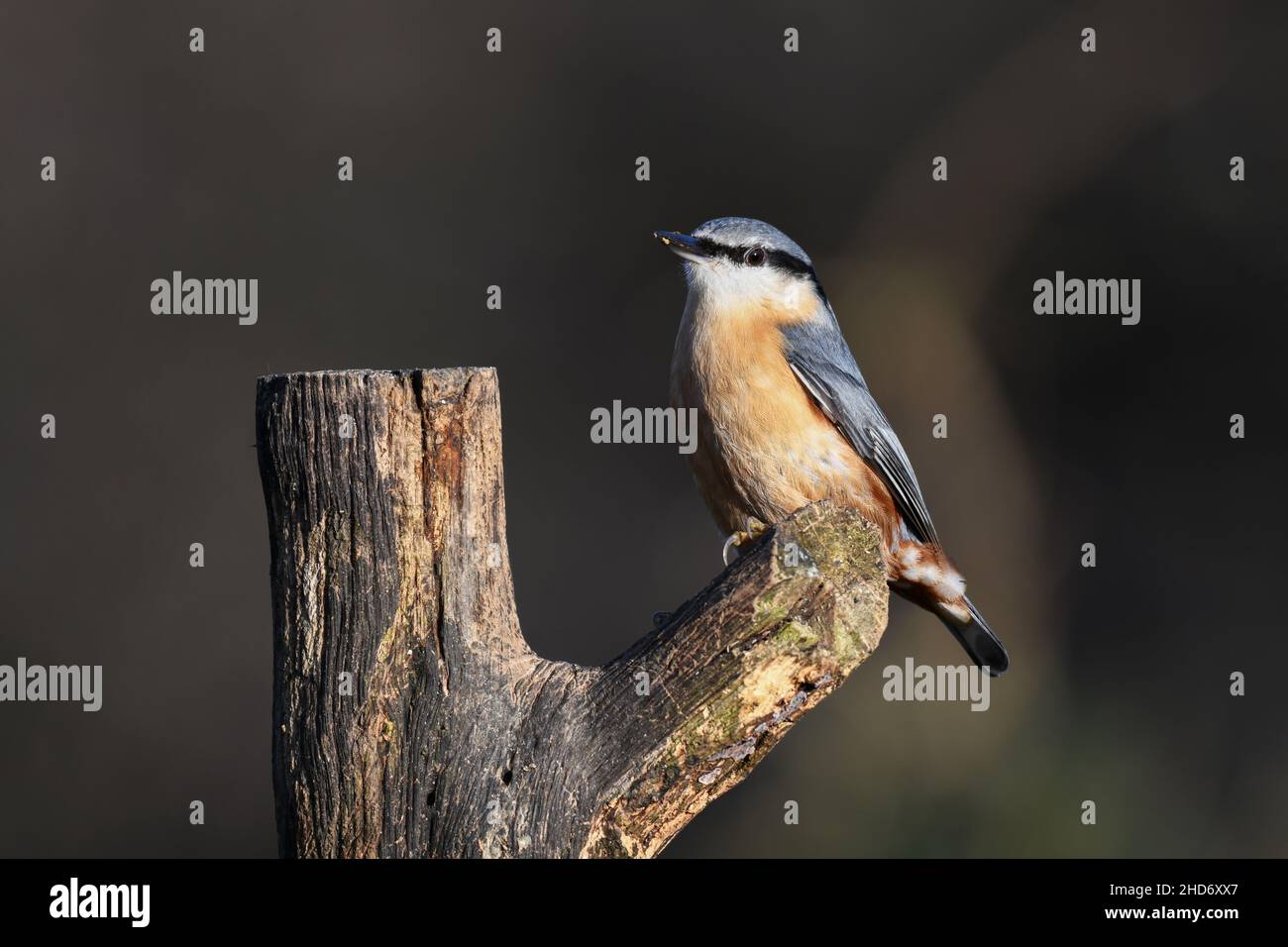 Close up portrait of a nuthatch, Sitta europaea, as it is perched in the sunshine on an old tree stump Stock Photo
