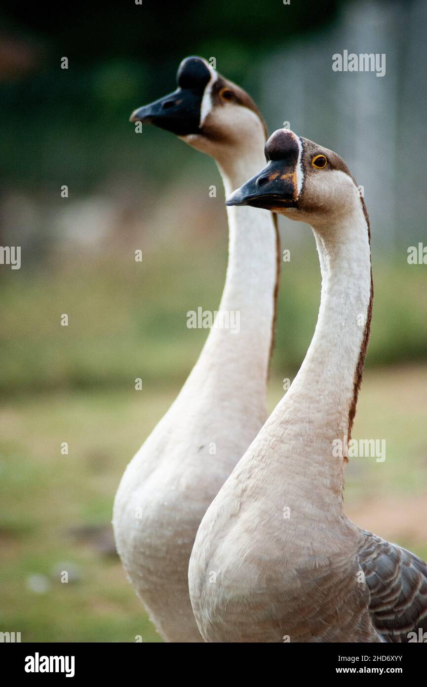Pair of Chinese geese walking happily around the farm Stock Photo Alamy