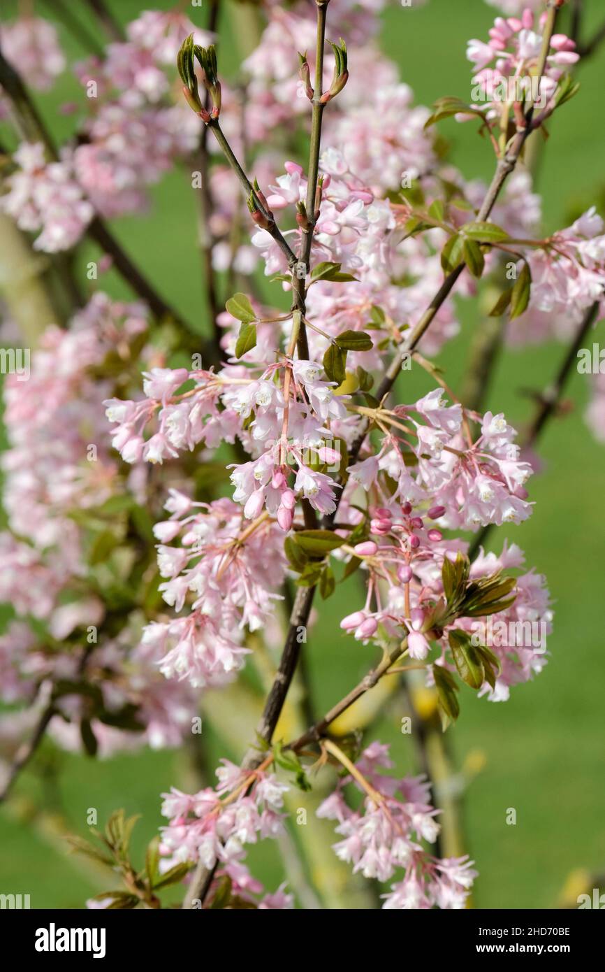 Staphylea holocarpa variety rosea, rose-coloured Chinese bladdernut, pale-pink , bell-shaped flowers Stock Photo