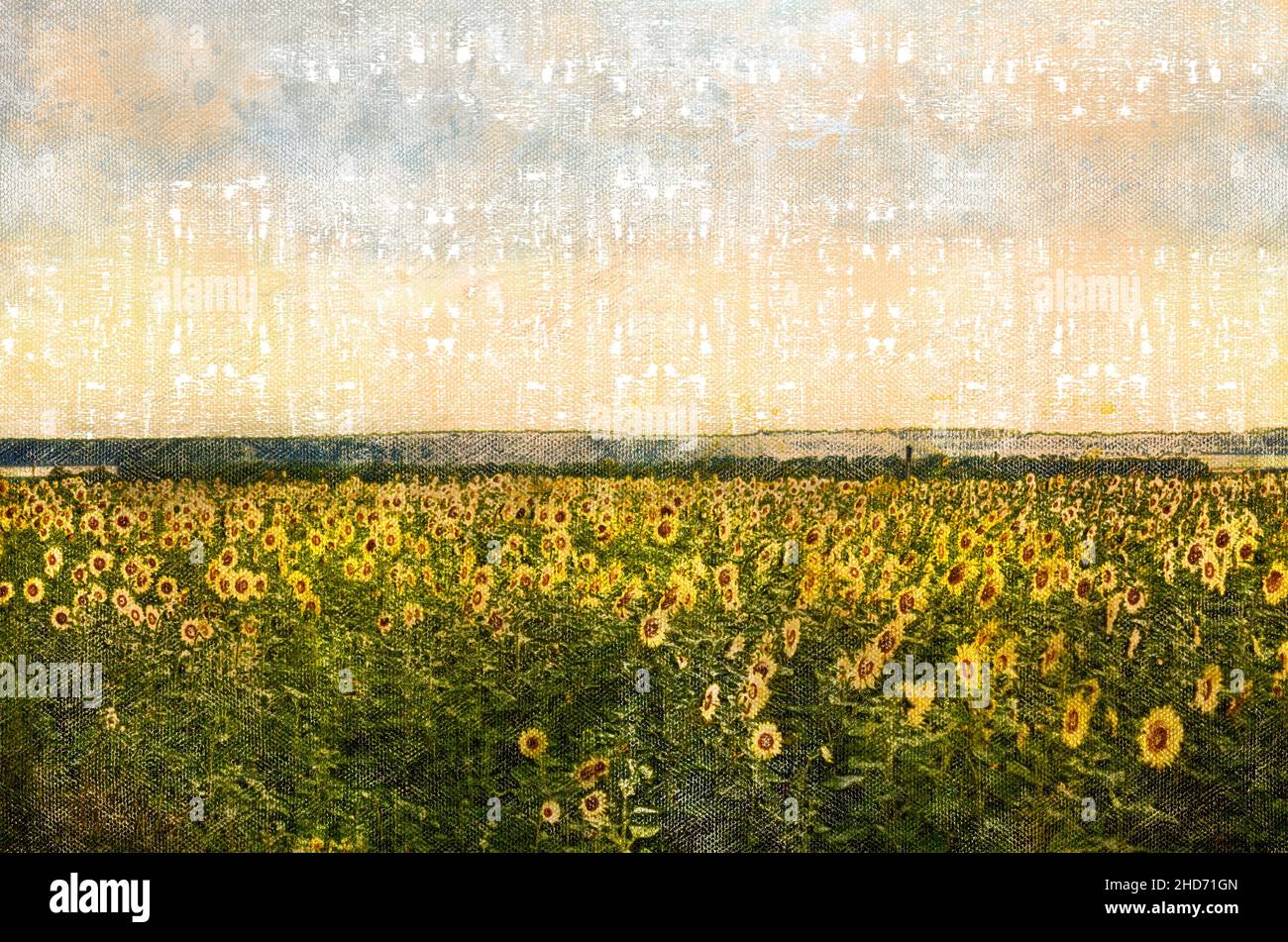 A blooming field of yellow sunflowers. Digital watercolor painting ...