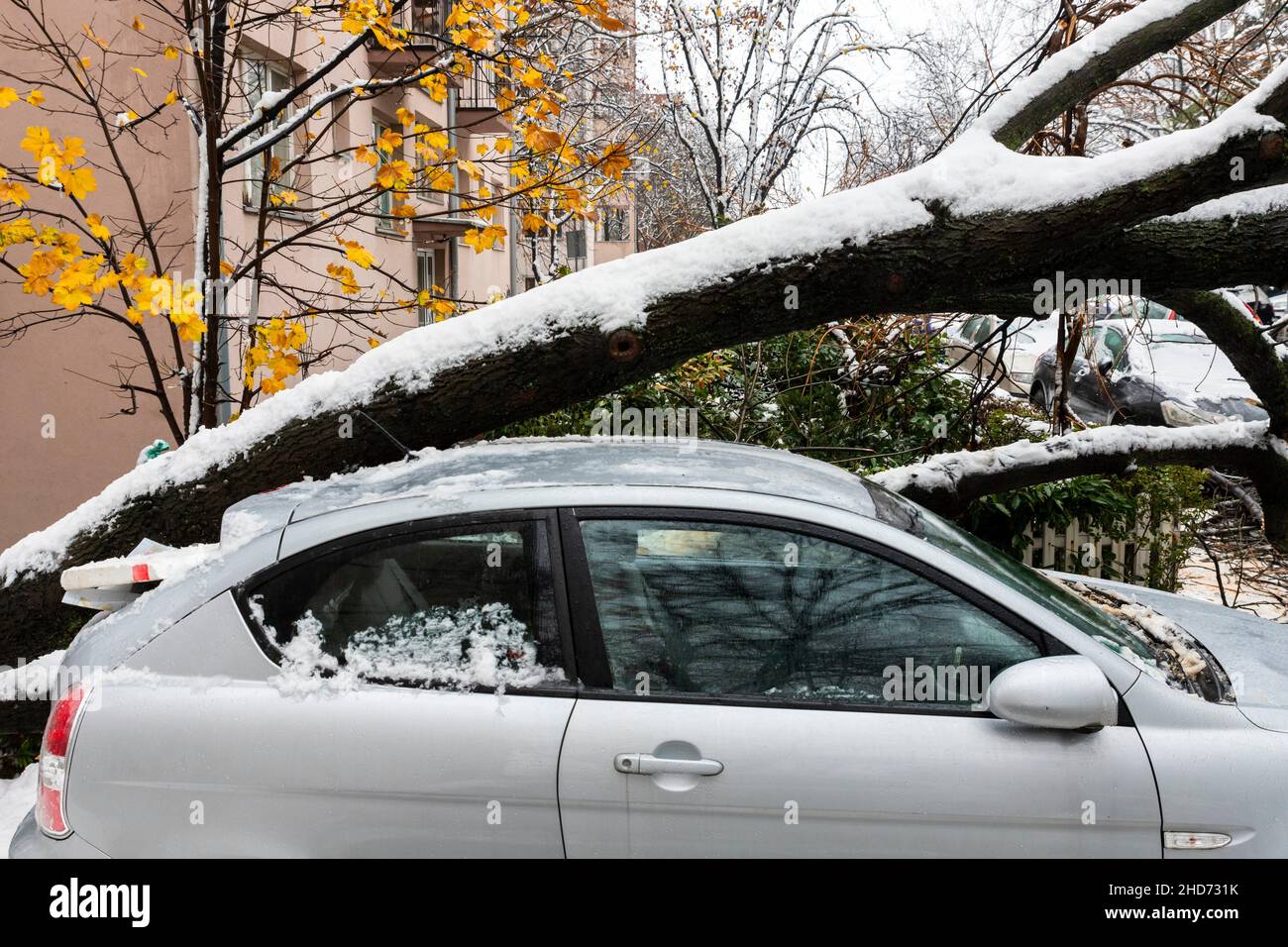 Tall Tree fell on the car and crushed it due to heavy snow storm Stock