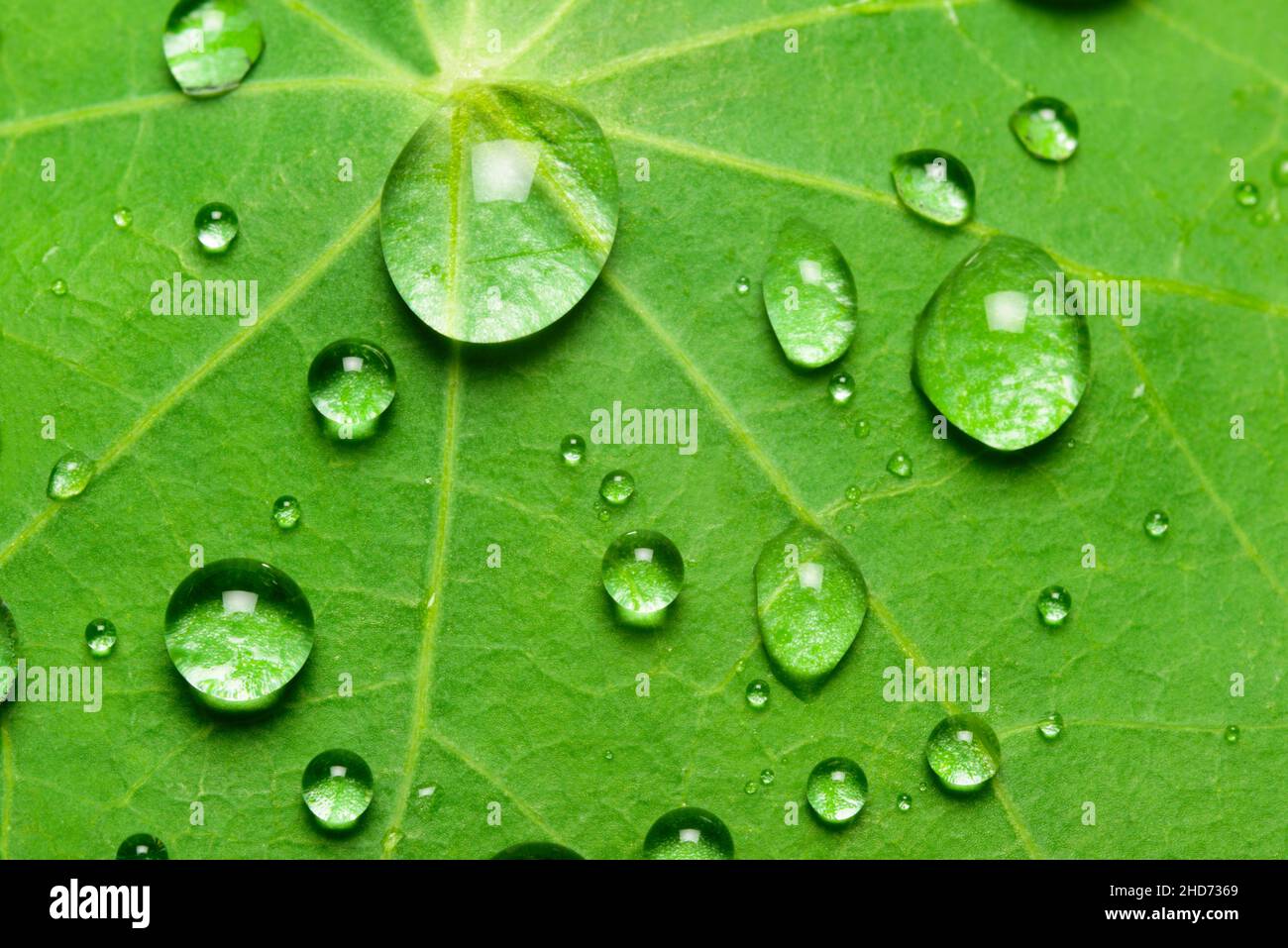 lotus effect with pearling water drops on surface. Stock Photo