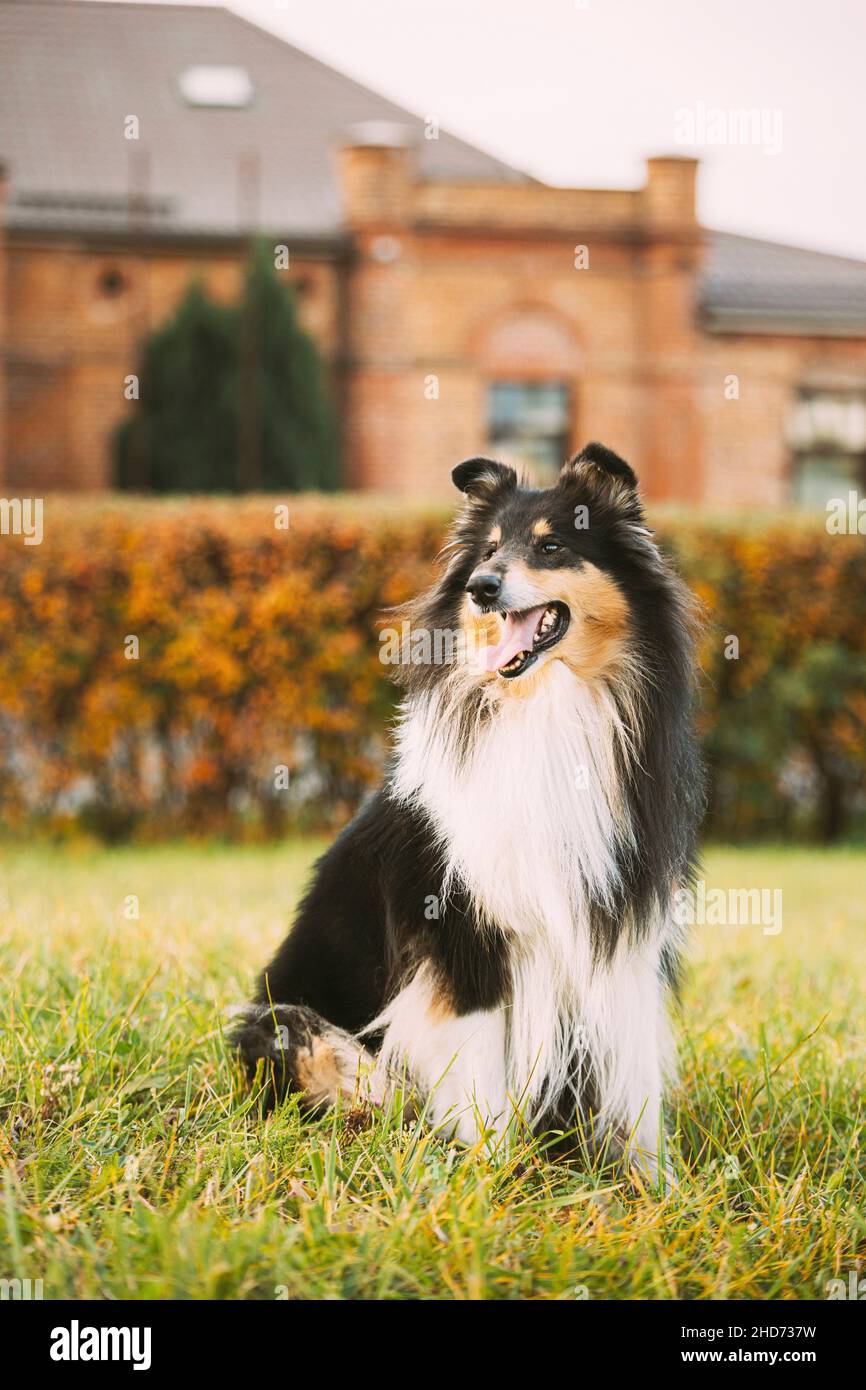 Rough Collie, lassie, Dog Stock Photo - Alamy