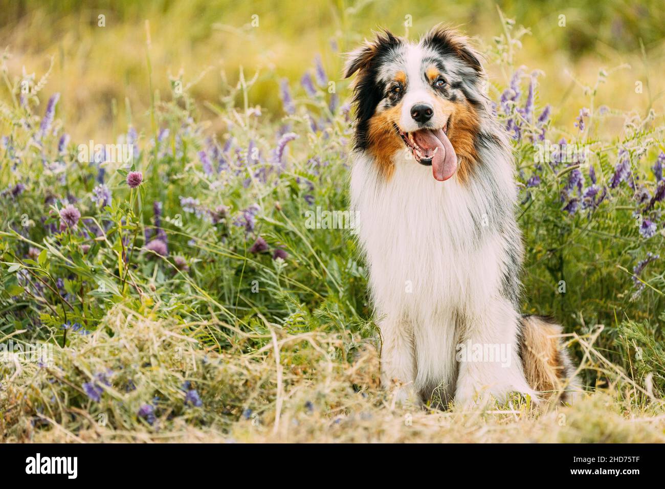 Funny Red And White Australian Shepherd Dog Sitting In Green Grass With Purple Blooming Flowers. Aussie Is A Medium-sized Breed Of Dog That Was Stock Photo