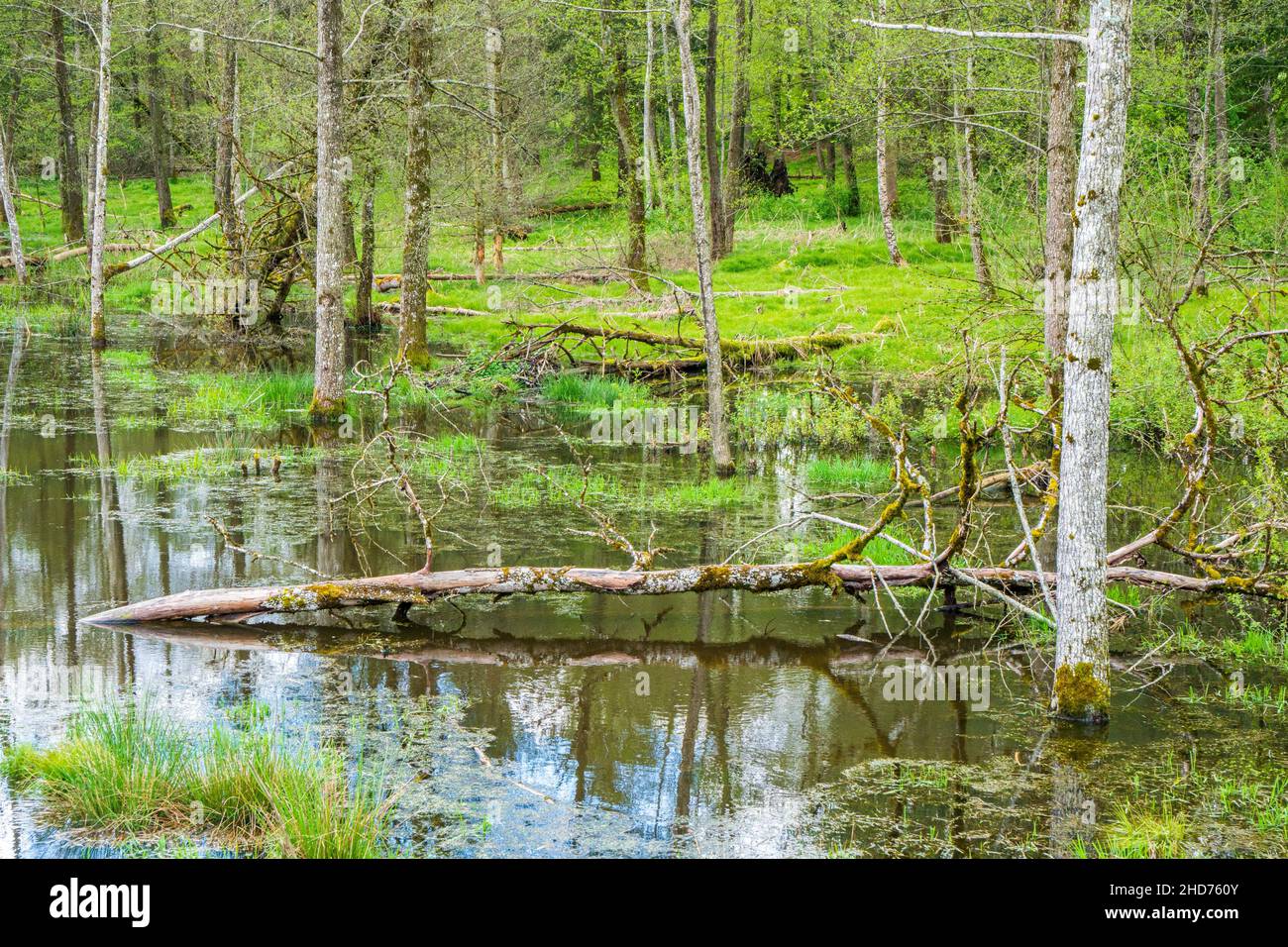 Biotope with tree stumps in the water. Stock Photo