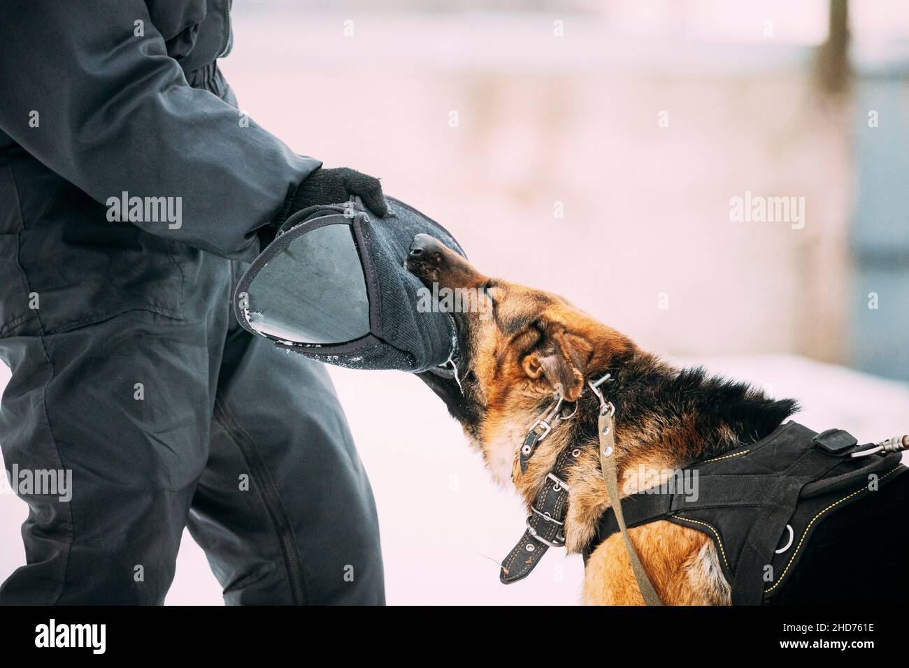 Training Of German Shepherd Dog. Alsatian Wolf Dog. Attack And Defence