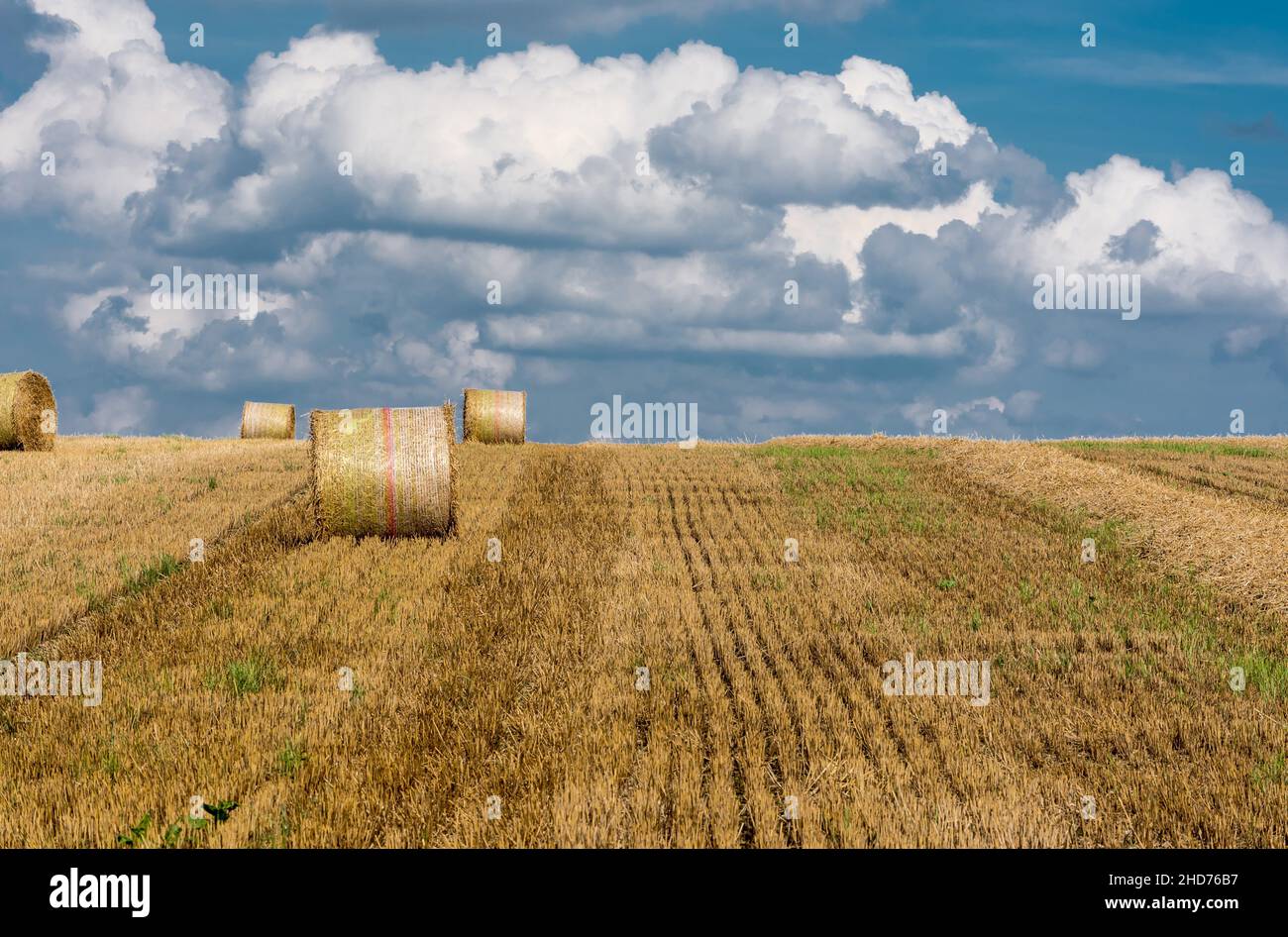 Yellow wheat fields and green surroundings on rural farmland in Germany Stock Photo Alamy