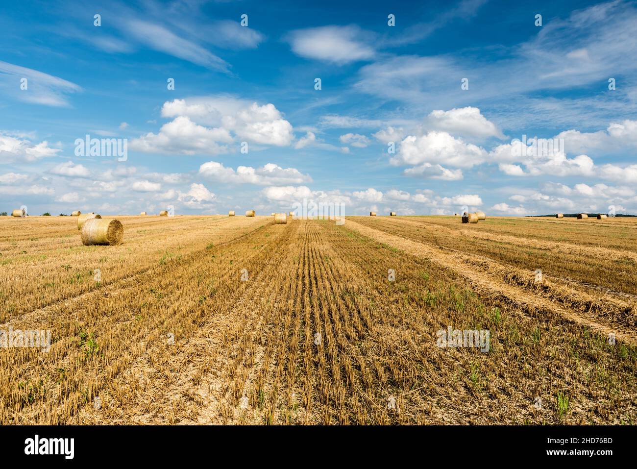 Yellow wheat fields and green surroundings on rural farmland in Germany Stock Photo Alamy