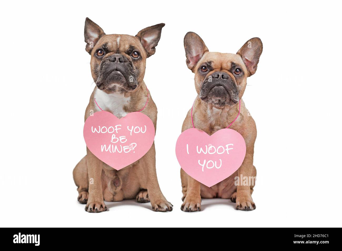 French Bulldog dogs with Valentine's Day hearts with text 'I woof you' and 'Will you be mine' around necks on white background Stock Photo