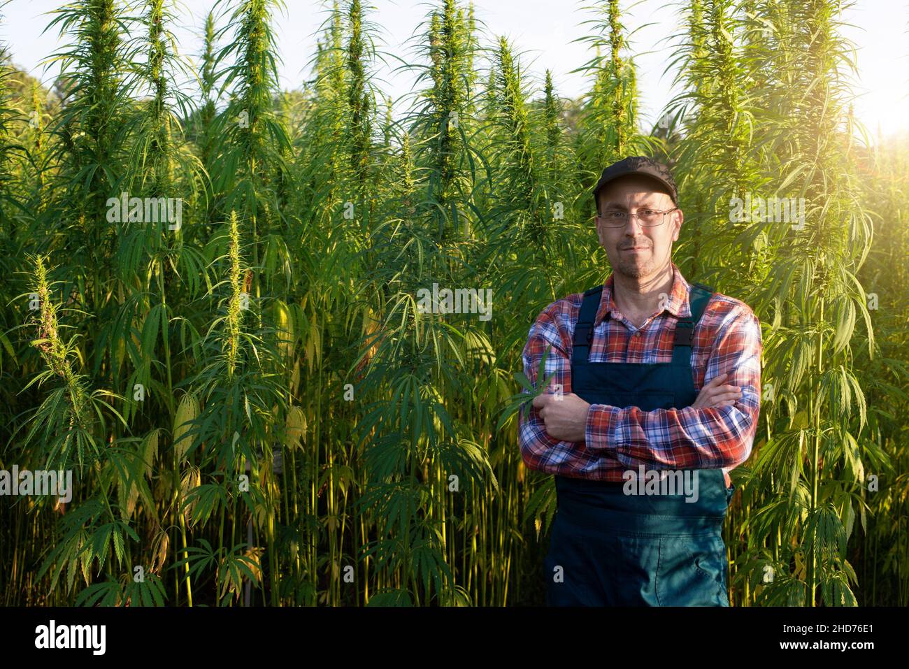 Caucasian middle aged male farmer stands by industrial hemp stalks at field sunset time. Stock Photo