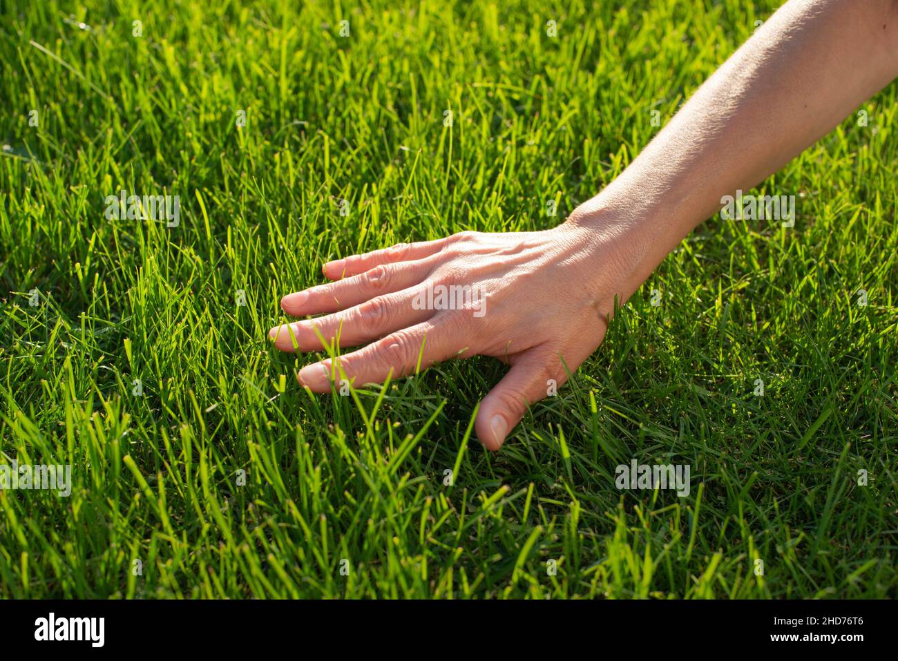 11,135 Hand Touching Grass Stock Photos, High-Res Pictures, and Images -  Getty Images