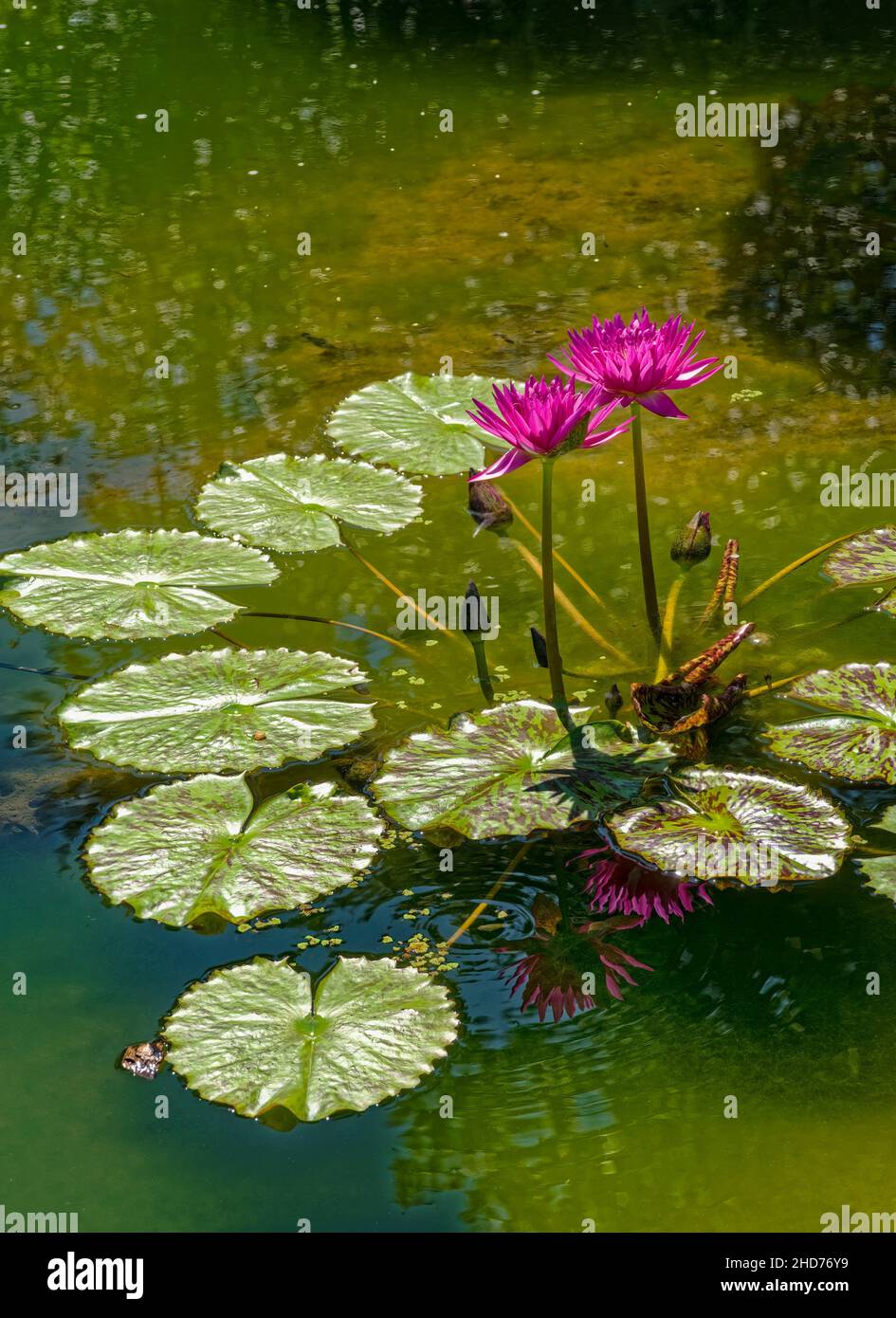 Water Lillies. Stock Photo