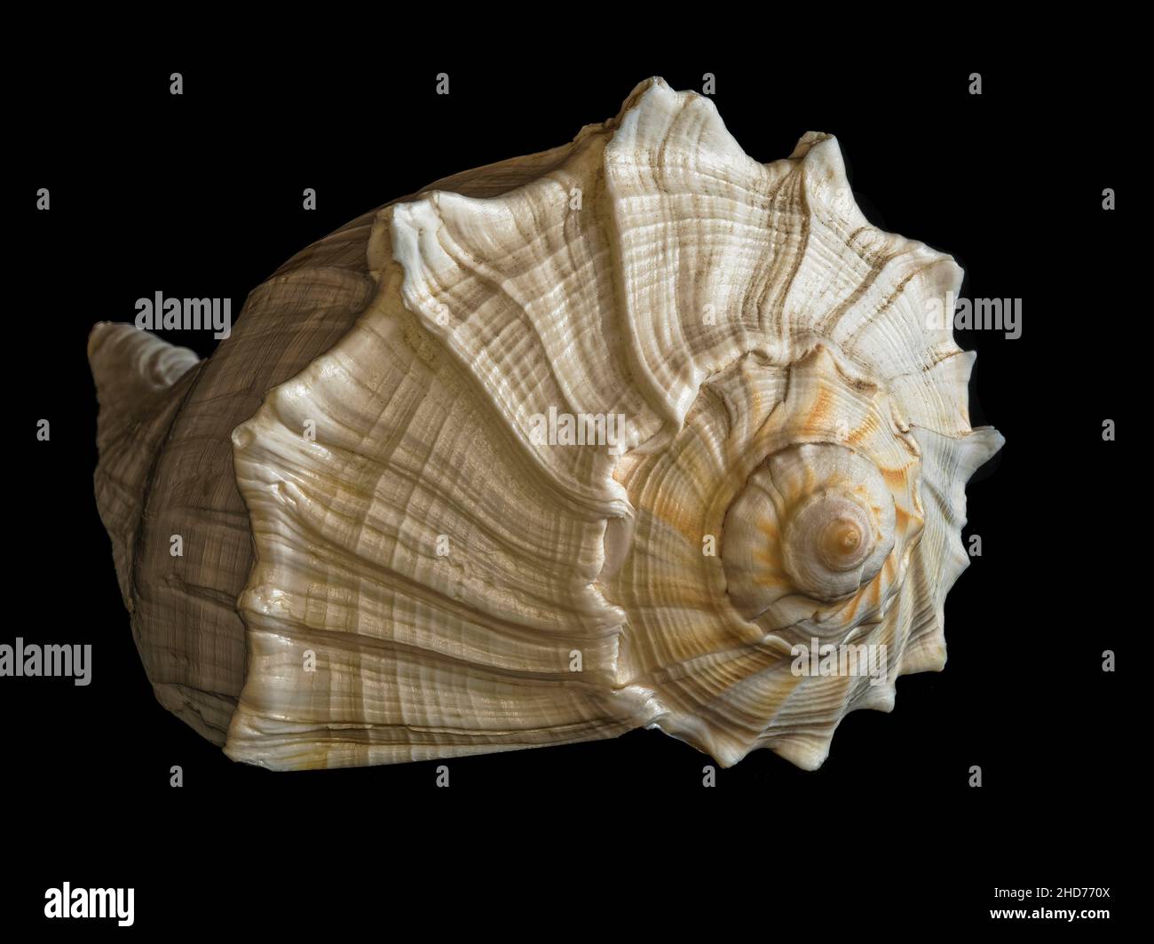 Snail. Stock Photo