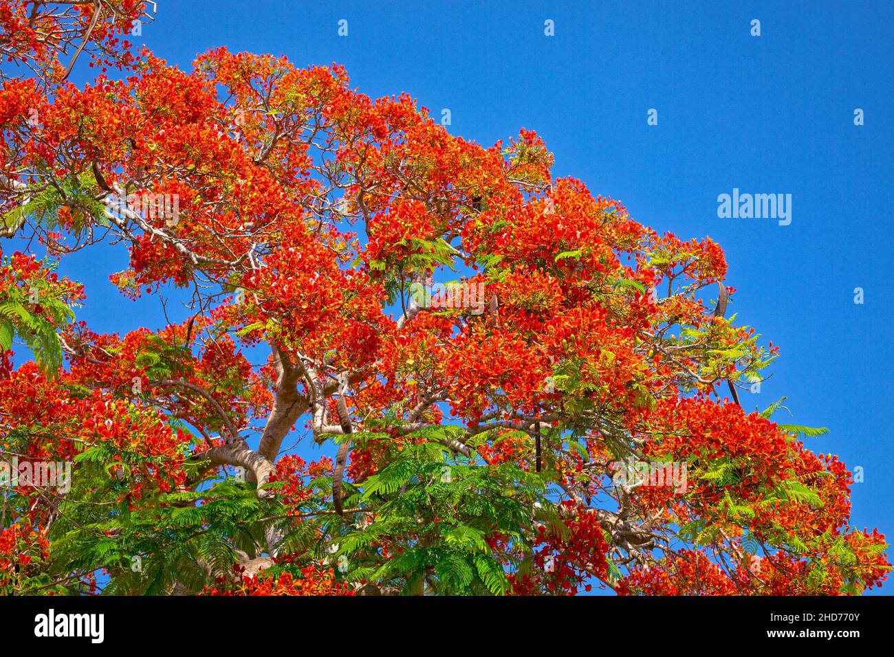 The Spanish call it Framboyan (flamboyant) and seeing a mature Royal Poinciana tree in full-bloom is a breath-taking sight. The Royal Poinciana is a Stock Photo